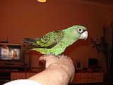 Papagáj konžský - fantiensis