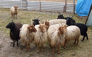Hortobagy ovce Racka na prodej či k pronájmu
