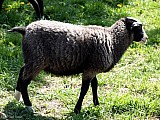 Prodám do chovu jehničku ovce Romanovské