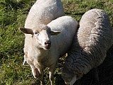 Jehnice ovce šumavské