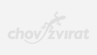 Slůně v ostravské ZOO se od matky stále nenapilo