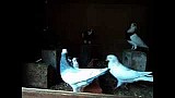 Krmení holubů