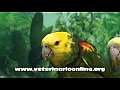 Papoušci Střední Ameriky