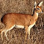 Antilopa trávní