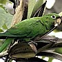 Aratinga zelenokřídlý