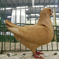 Benešovský holub