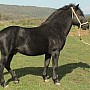 Bosenský horský kůň