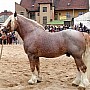 Brabantský kůň