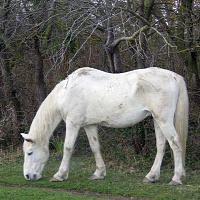 Camargský pony