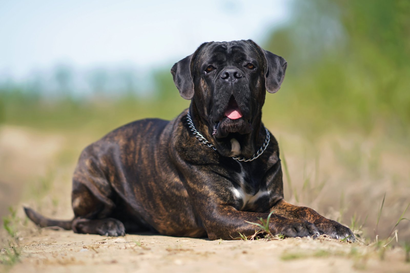 Cane Corso Cane Corso ChovZv at cz Cane Corso Cane Corso ChovZv at cz