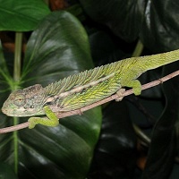 Chameleon bradavičnatý
