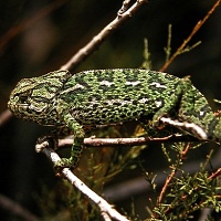 Chameleon obecný