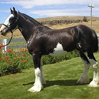 Clydesdaleský kůň