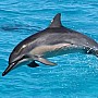 Delfín dlouholebý
