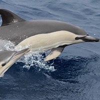 Delfín obecný
