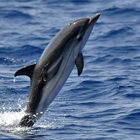 Delfín pruhovaný