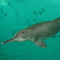 Delfínovec ganžský