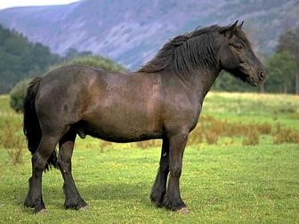 Fellský pony