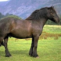 Fellský pony