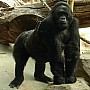 Gorila východní