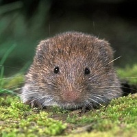 hrabo-k-tatransk-microtus-tatricus-chovzv-at-cz