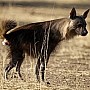 Hyena čabraková