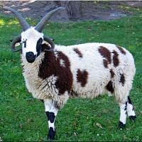 Ovce Jacob
