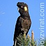 Kakadu černý