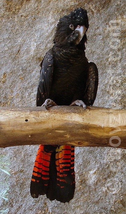 Kakadu havraní