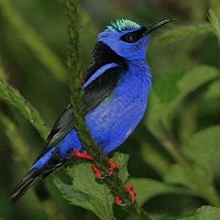 Květomil modrý