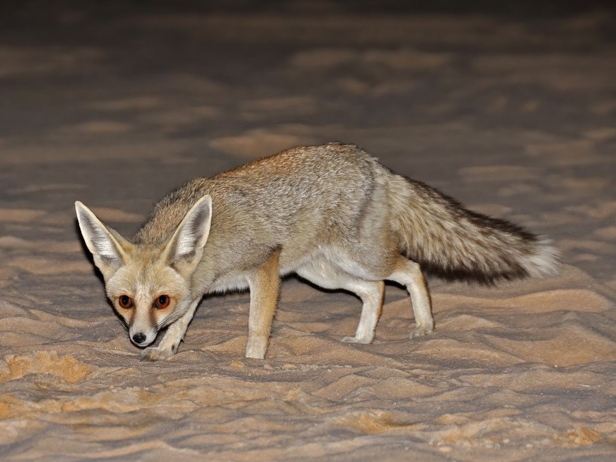 Liška pouštní