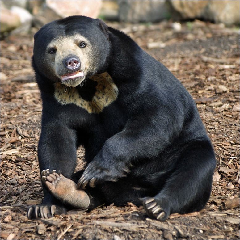 Medvěd malajský
