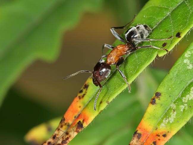 Mravenec lužní