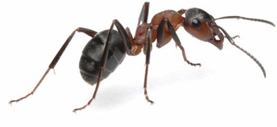 Mravenec obecný