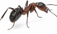 Mravenec obecný