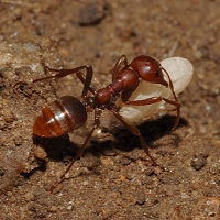 Mravenec otrokářský