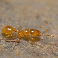 Mravenec příživný