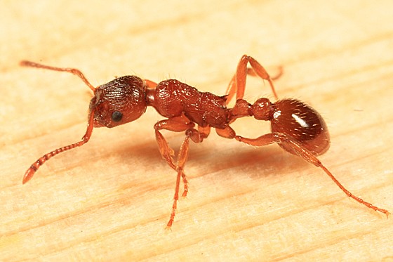 Mravenec žahavý