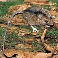 Myšivka horská