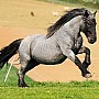 Norický kůň - Norik