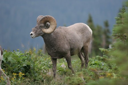 Ovce tlustorohá