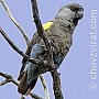 Papoušek hnědý