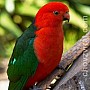 Papoušek královský