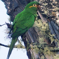 Papoušek zlatoperý