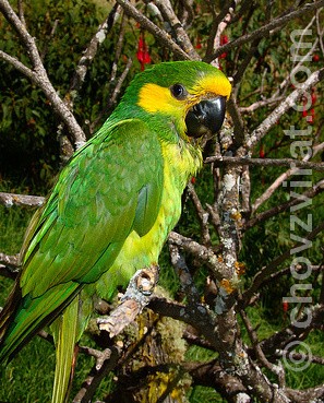 Papoušek žlutouchý