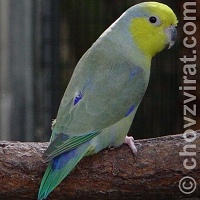 Papoušíček žlutolící