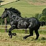 Percheronský kůň
