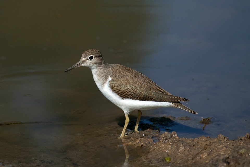 Pisík obecný (Actitis hypoleucos) - ChovZvířat.cz