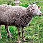 Německá dlouhovlnná ovce