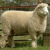 Plemeno ovce Romney